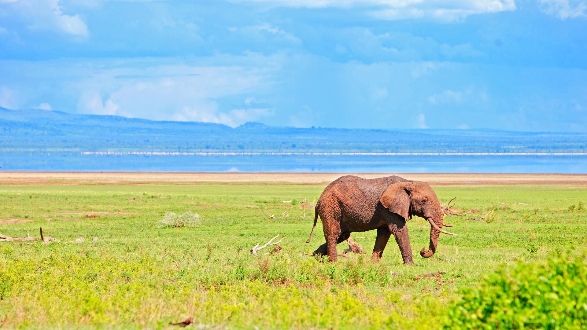 4 DAYS INTO THE WILD - SERENGETI AND NGORONGORO CRATER - Image - 7745